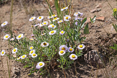 Erigeron subtrinervis