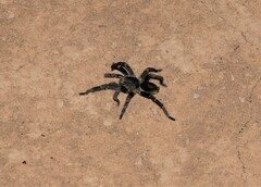 Theraphosinae
