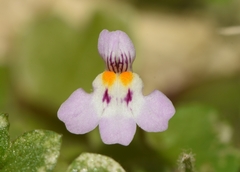 Cymbalaria minor