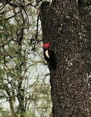 Campephilus leucopogon