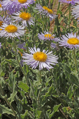 Erigeron subtrinervis