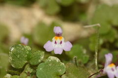 Cymbalaria minor
