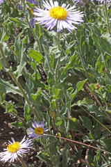 Erigeron subtrinervis