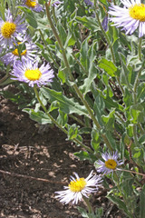Erigeron subtrinervis