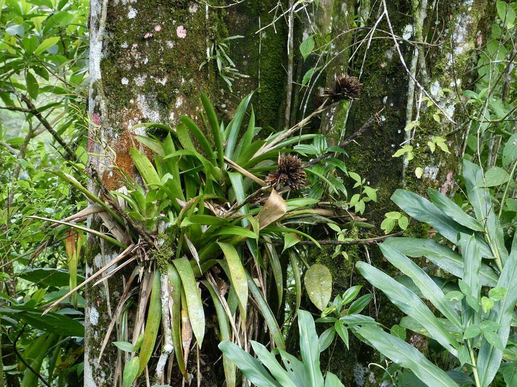 Guzmania glomerata from Provinz Alajuela, Alajuela, Costa Rica on ...