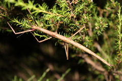 Clitarchus hookeri