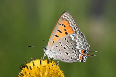 Tharsalea arota schellbachi