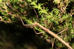 Clitarchus hookeri