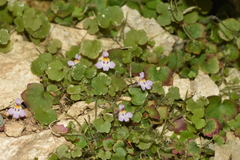 Cymbalaria minor