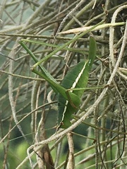 Xenicola