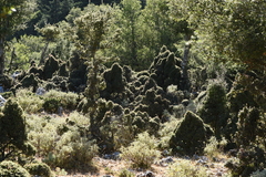 Quercus coccifera