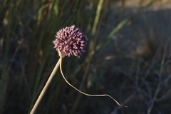 Allium commutatum