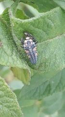 Coccinella septempunctata