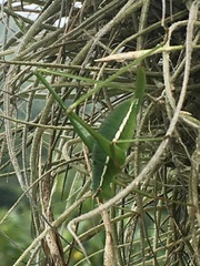 Xenicola