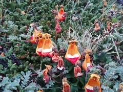 Calceolaria uniflora