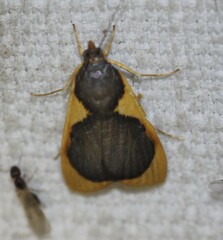 Prooedema inscisalis