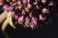 Allium commutatum