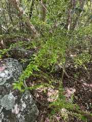 Neea buxifolia