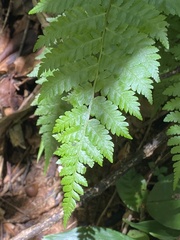 Macrothelypteris torresiana