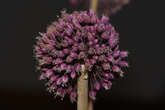 Allium commutatum