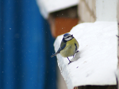 Cyanistes caeruleus
