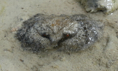 Pilumnus vespertilio