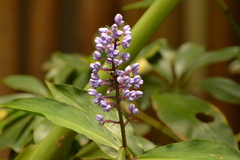 Dichorisandra thyrsiflora