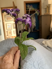 Heliotropium arborescens