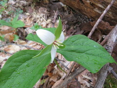 Trillium