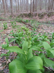 Veratrum viride