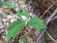 Trillium