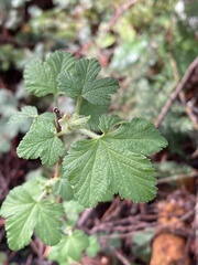 Ribes sanguineum