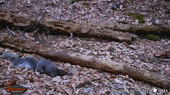 Sciurus aberti barberi