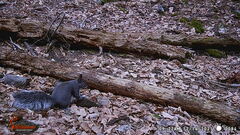 Sciurus aberti barberi