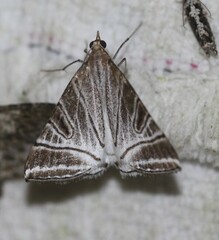 Phrataria replicataria