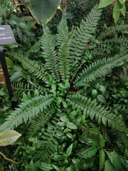 Polystichum calderonense