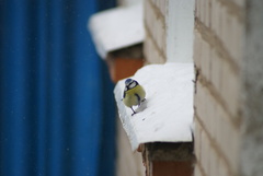 Cyanistes caeruleus