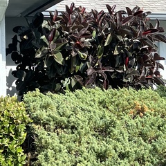 Ficus elastica