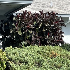 Ficus elastica