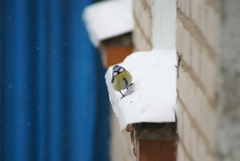 Cyanistes caeruleus