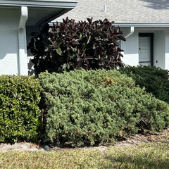 Ficus elastica