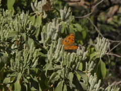 Colebrookea oppositifolia