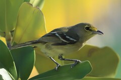 Vireo crassirostris