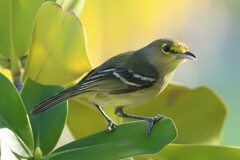 Vireo crassirostris