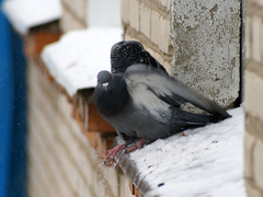 Columba livia domestica