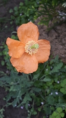 Papaver atlanticum