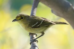 Vireo crassirostris
