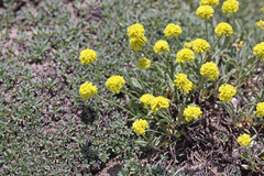 Eriogonum brevicaule laxifolium