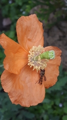 Papaver atlanticum