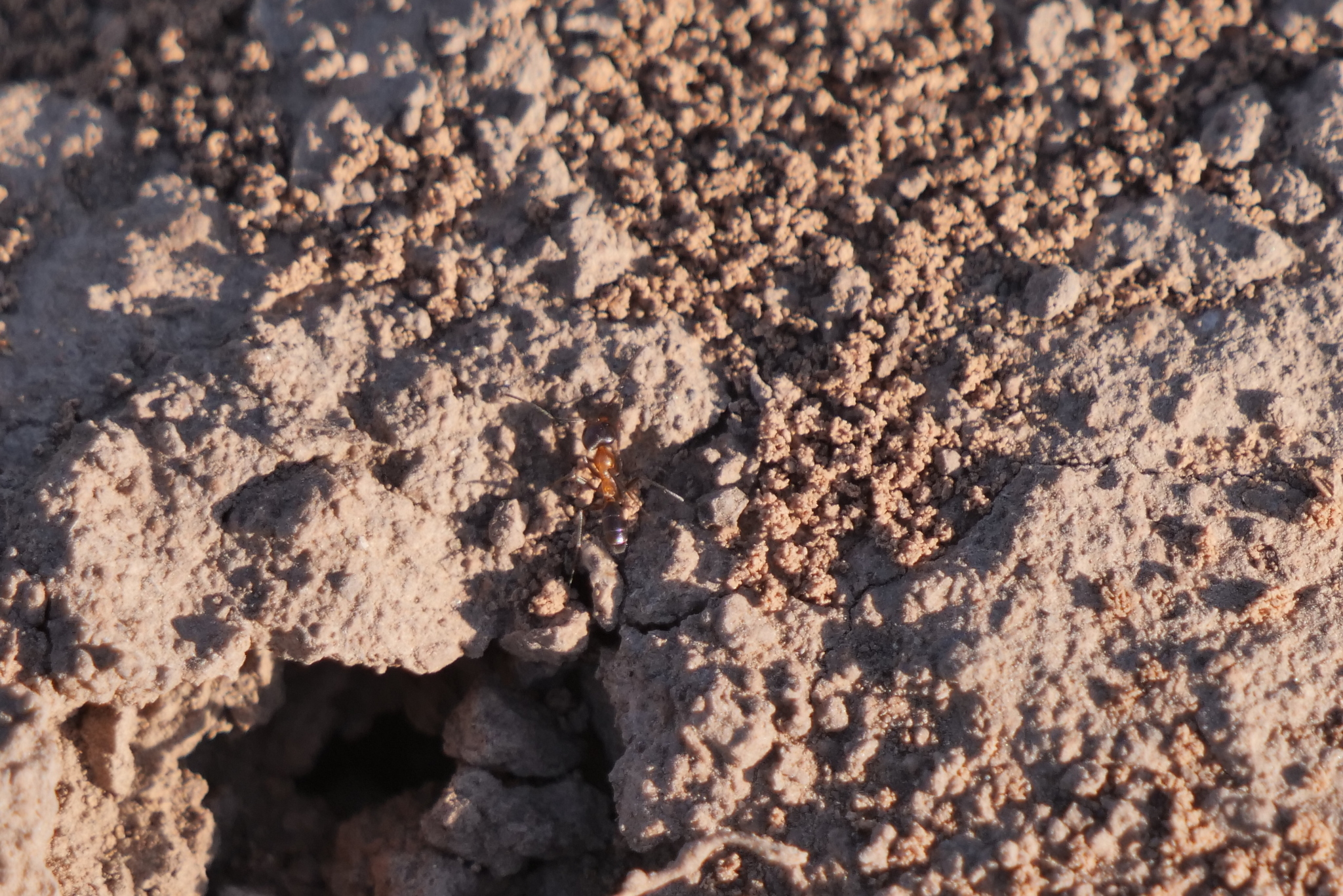 Dorymyrmex thoracicus